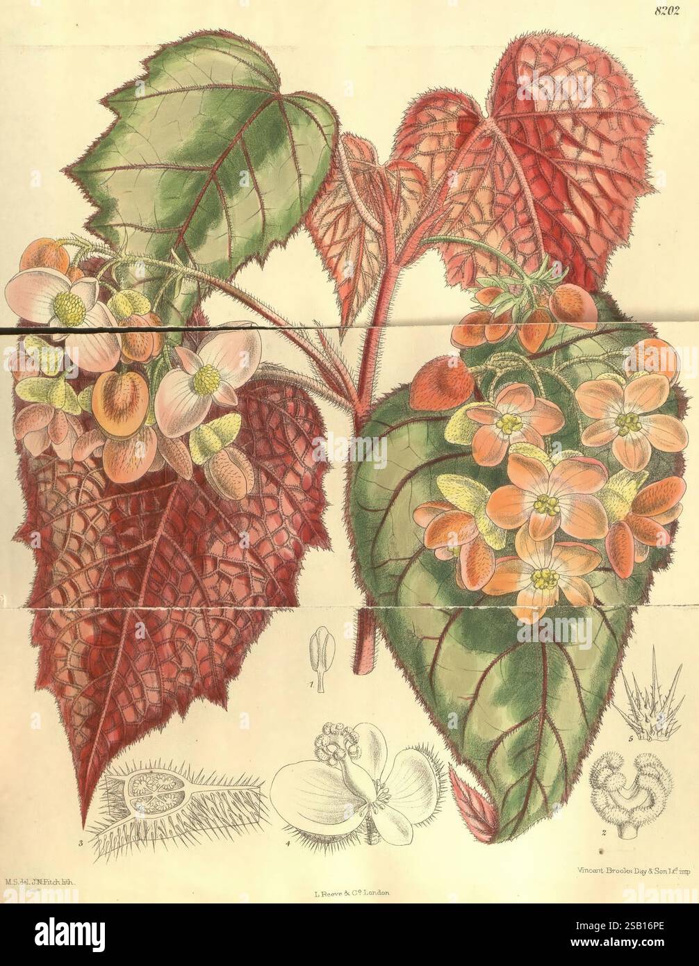 Curtis's Botanical Magazine, London, New York, botanical illustration ...