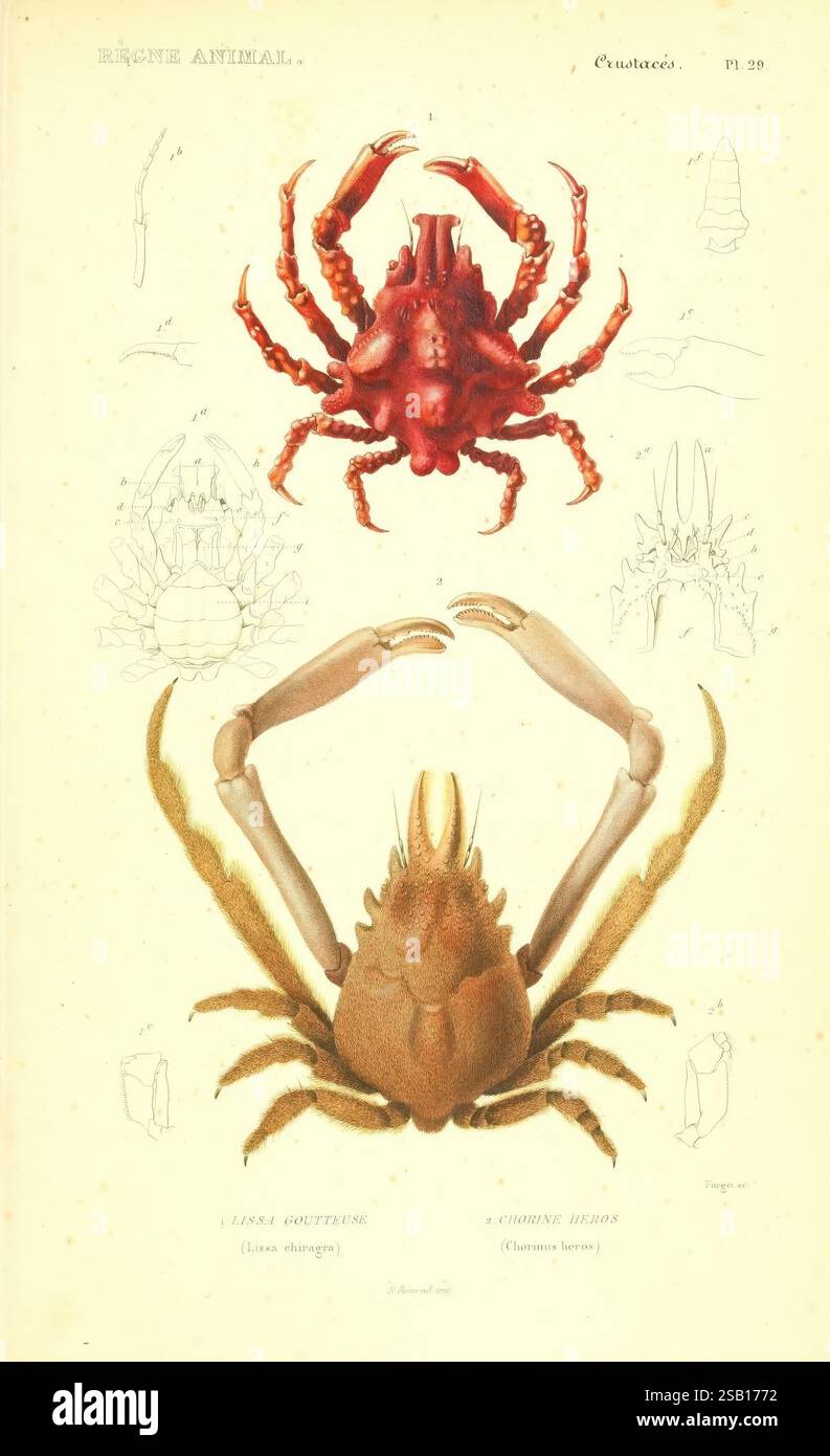Second crab displays hires stock photography and images Alamy