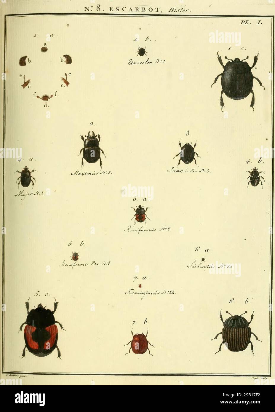 Tones Insecte Intricacies of beetle species hi-res stock photography and images - Alamy