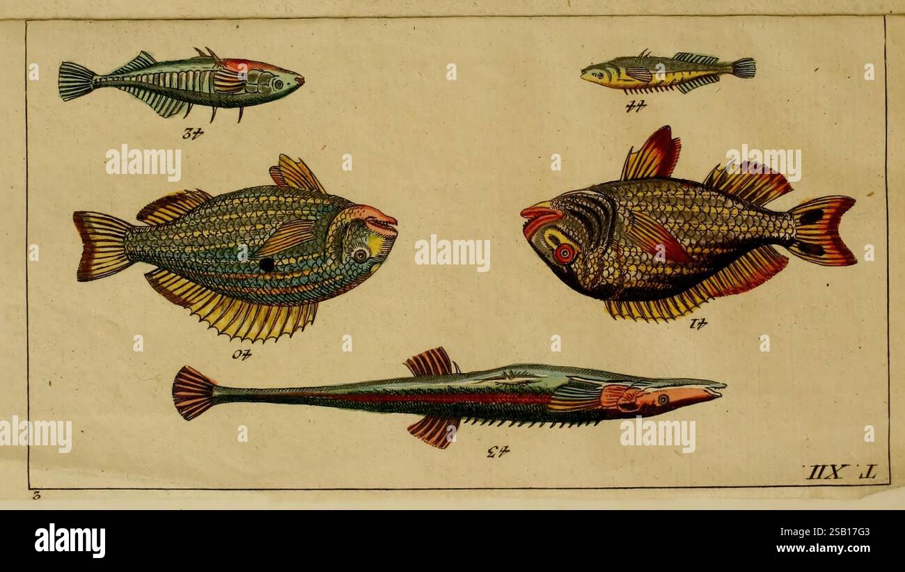 Well defined fins hi-res stock photography and images - Alamy