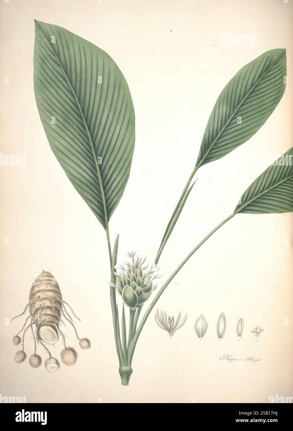 dracaena fragrans yellow Golden Coast Dracaena main image 0