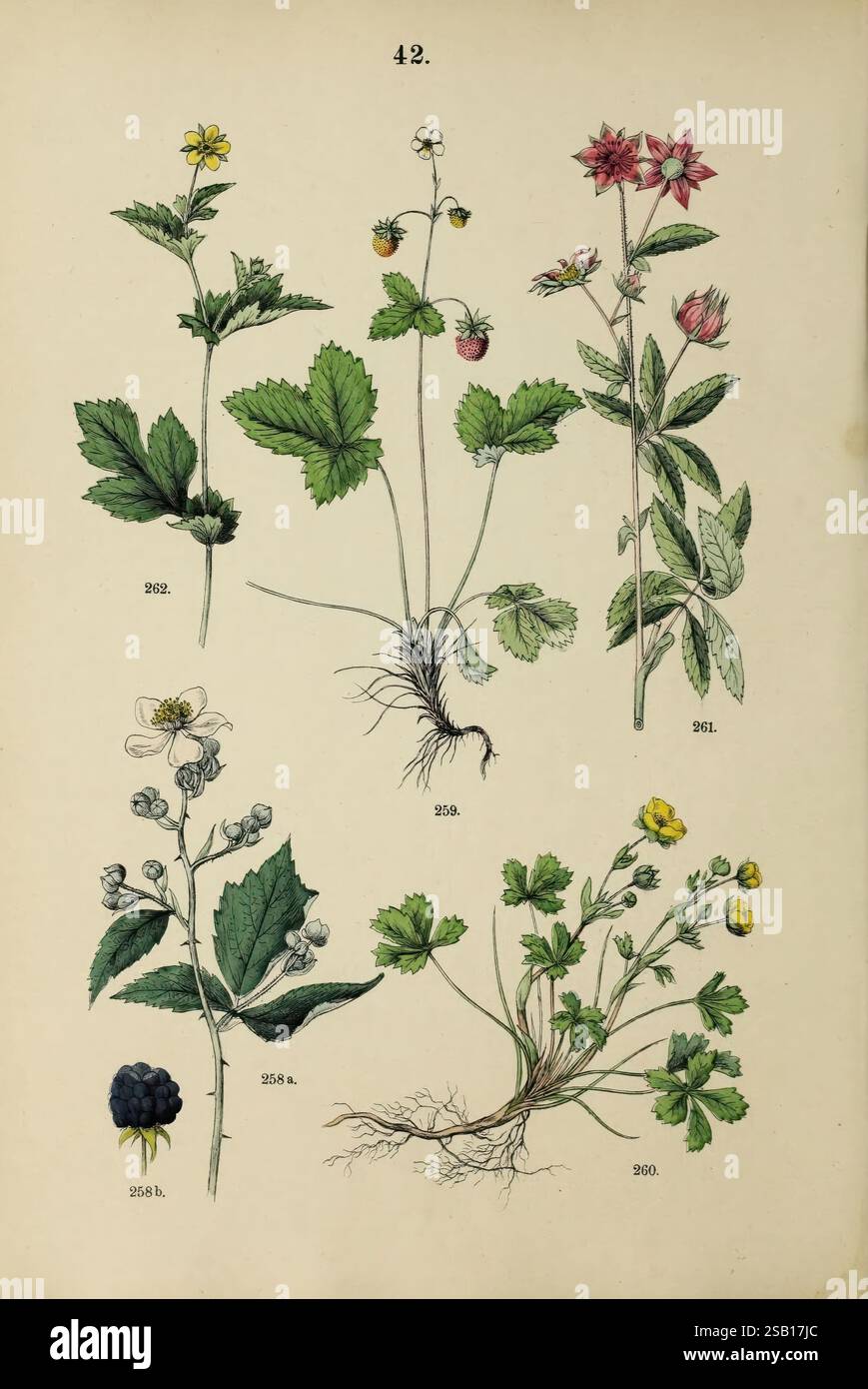 Pflanzen-Atlas nach dem Linné'schen System, Stuttgart, Jul. Hoffmann ...