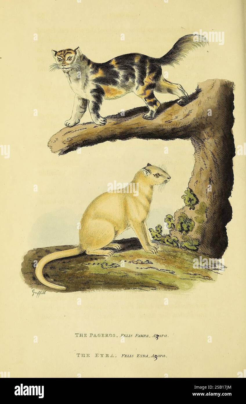 Black orange and white mix cat hi-res stock photography and images - Alamy, image size:848x1390