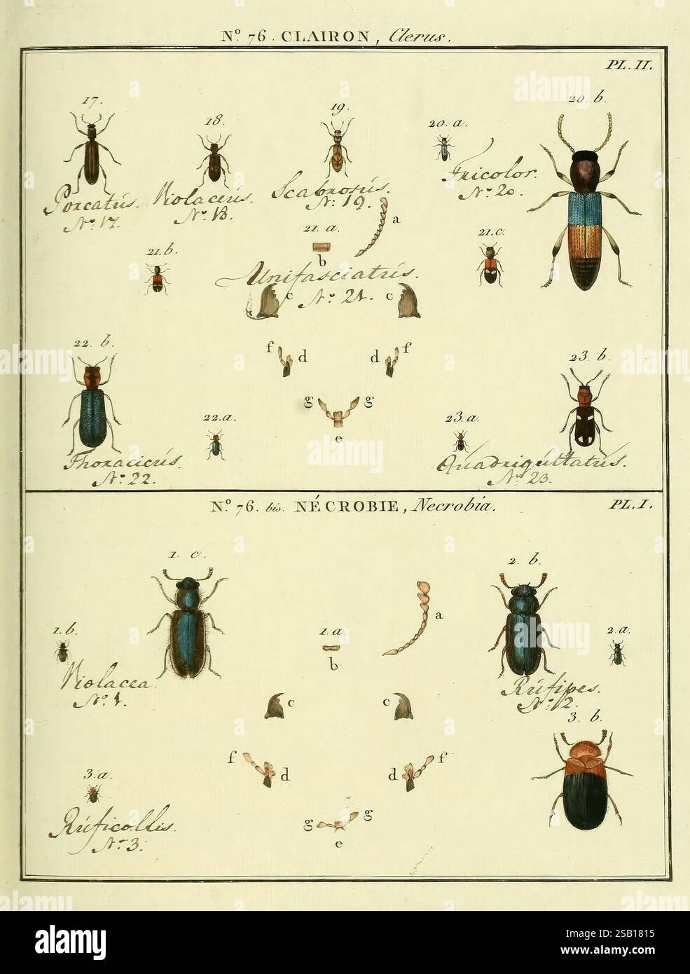 The Insect Sect Upper section highlights multiple specimens labeled hi-res stock ...