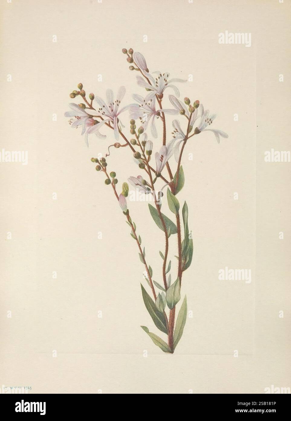 Additional flower clusters hi-res stock photography and images - Alamy