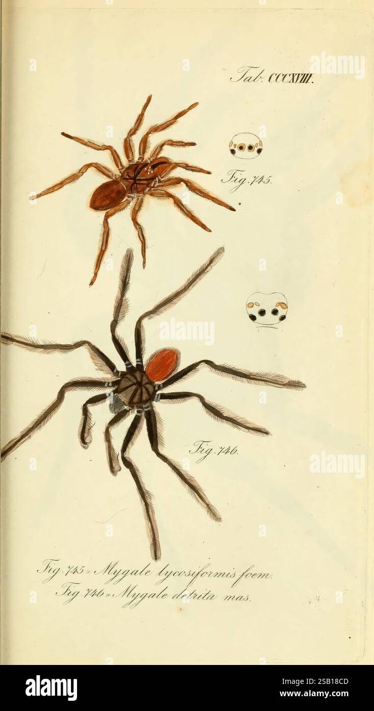 Die Arachniden, Nürnberg, In der C. H. Zeh'schen Buchhandlung, 1831-1848, arachnida, This illustration features two distinct species of spiders, showcasing their detailed anatomical features. The upper spider is labeled as Fig. 743, presenting a slender body with elongated legs and a reddish-brown coloration, complemented by prominent eyes. Below it, Fig. 740 depicts a larger, more robust spider with a broader body and strikingly marked appendages, emphasizing its distinctive patterns. Both illustrations include scientific nomenclature, enhancing their educational value for entomology enthusia Stock Photo