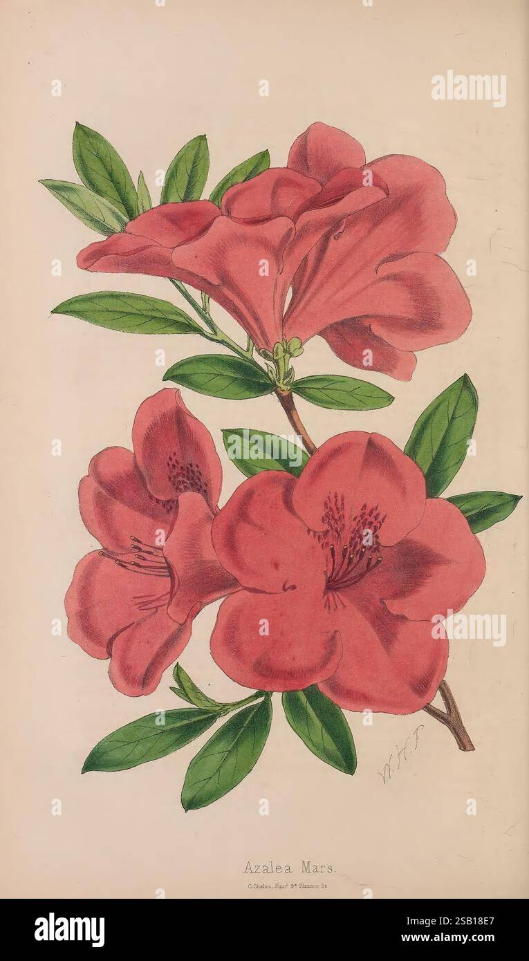 Azalea Structure Azalea mars hi-res stock photography and images - Alamy