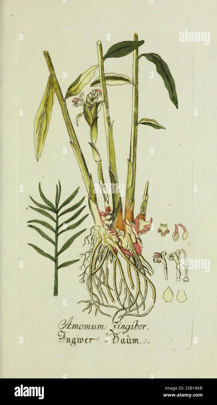 Ginger plant with the scientific name Zingiber officinale which grows in  gardens, is often used as a raw material for traditional medicine Stock  Photo - Alamy