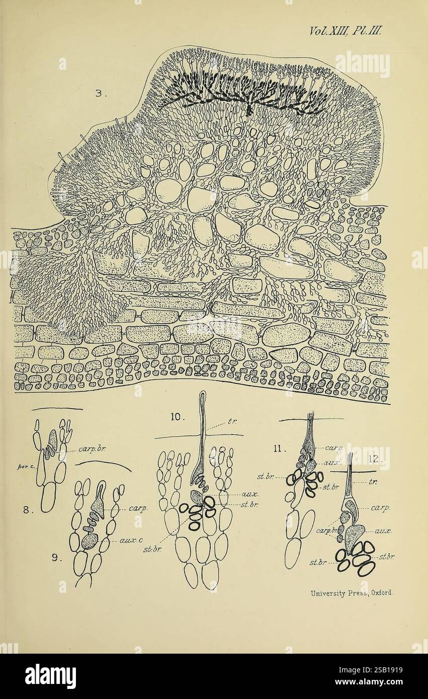Protoderma Annals of Botany, London, Botany, Periodicals, Plants, The illustration ...