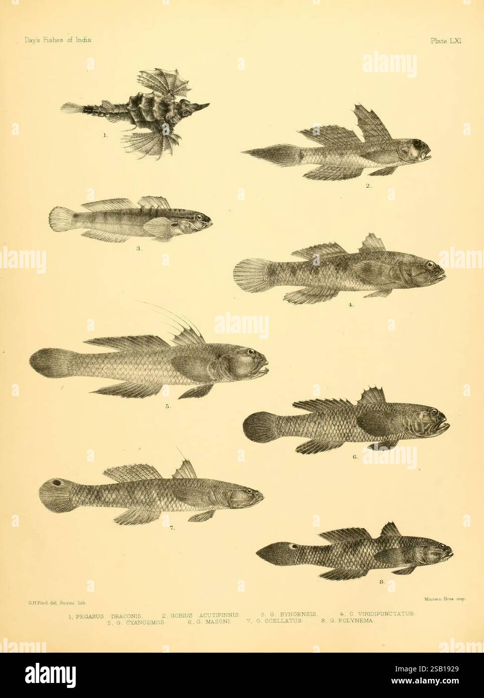 The fishes of India, [1875]-1878, India, Burma, Indian Ocean, Sri Lanka ...