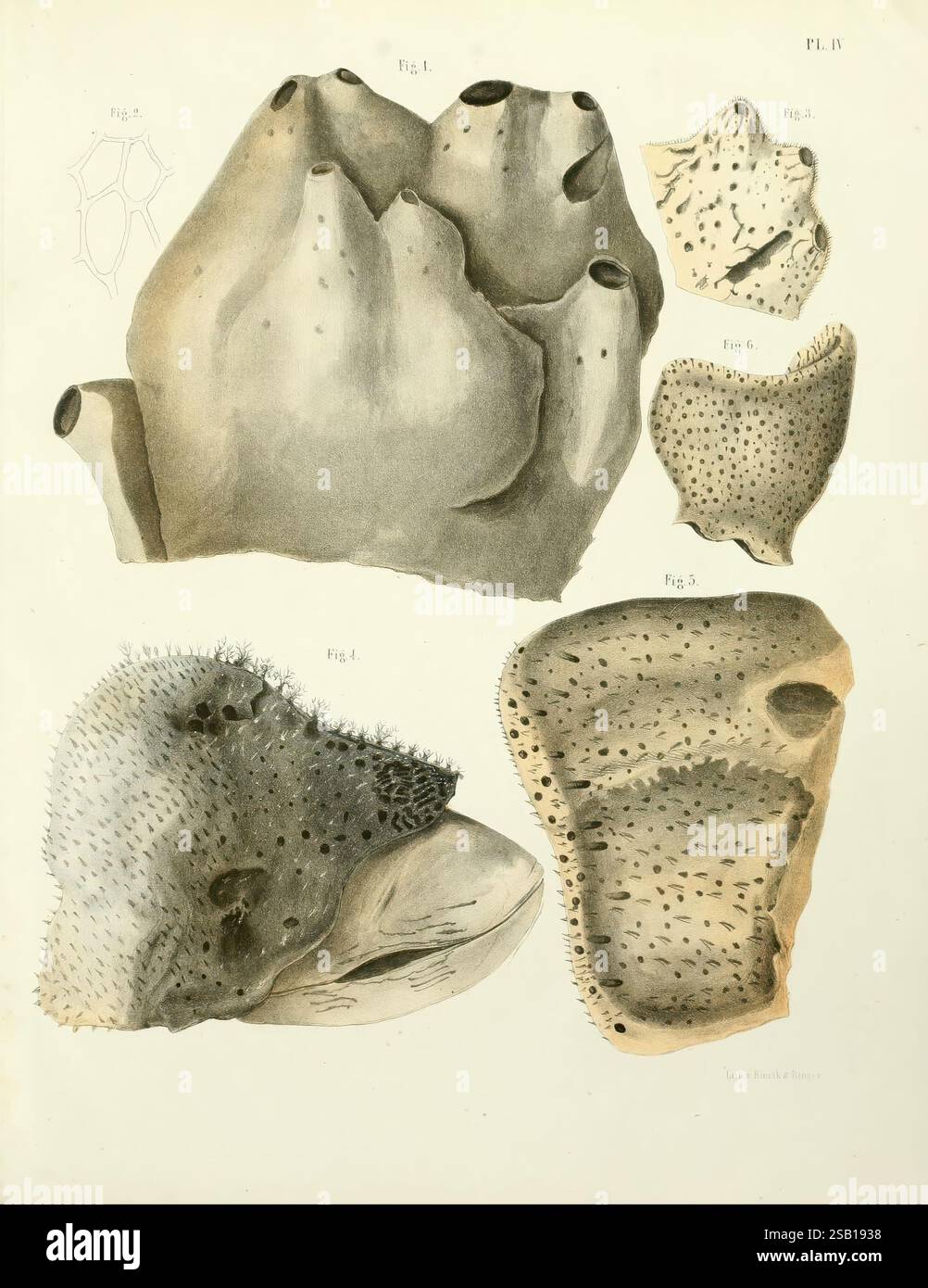 Sponge Forms Display unique morphological characteristics hi-res stock photography ...