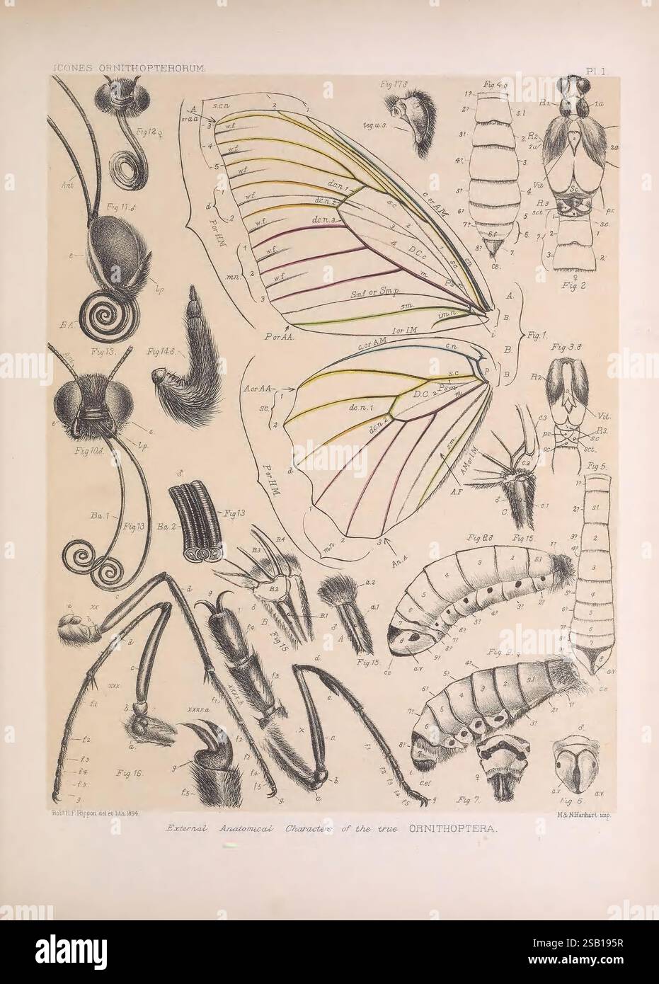Icones ornithopterorum London Published by the author Upper Norwood London S.E. 1898-1906 1907 Papilionidae, A detailed illustration showcasing a variety of insects, specifically focusing on the anatomical characteristics of the order Orthoptera. The composition features intricately rendered views of insect body parts, including wings, antennae, and limbs. Each section is labeled with numerical references to aid in identification. The illustration captures the diversity of these creatures, presenting a mix of juvenile forms, such as larvae, alongside adult insects. The meticulous detail highli Stock Photo