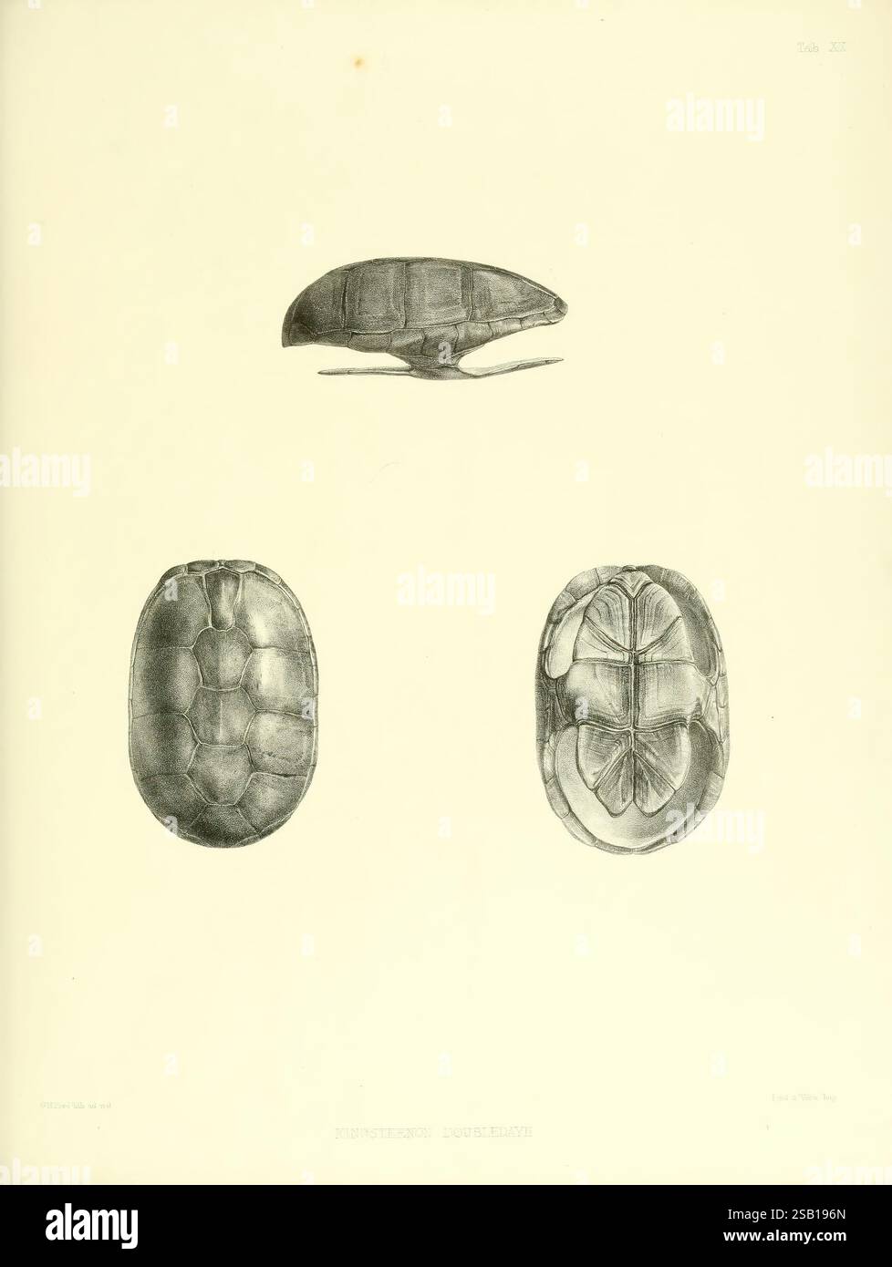 Catalogue, of, shield, reptiles, in, the, collection, of, the, British