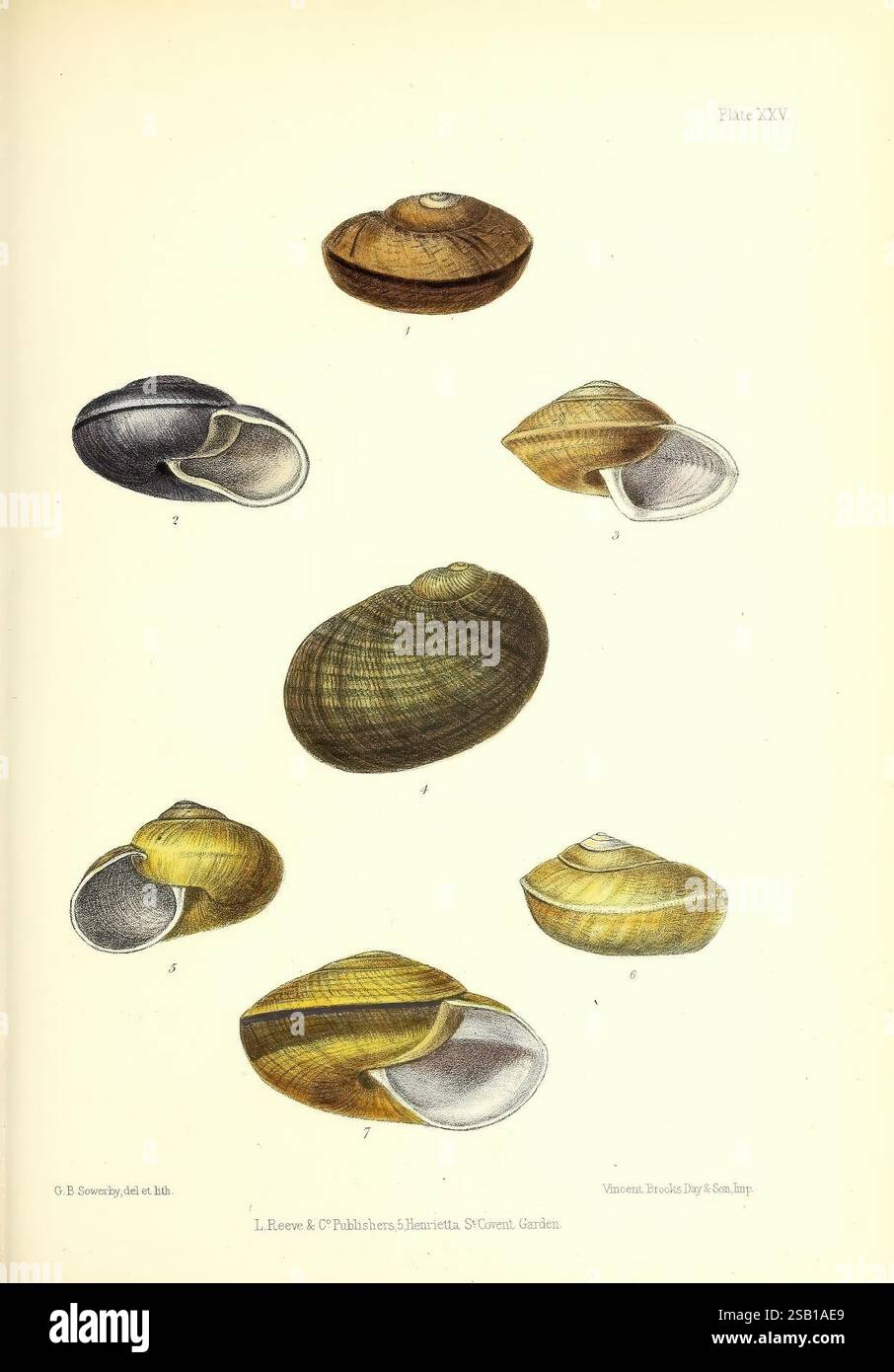 Rounded shape showcases hi-res stock photography and images - Alamy