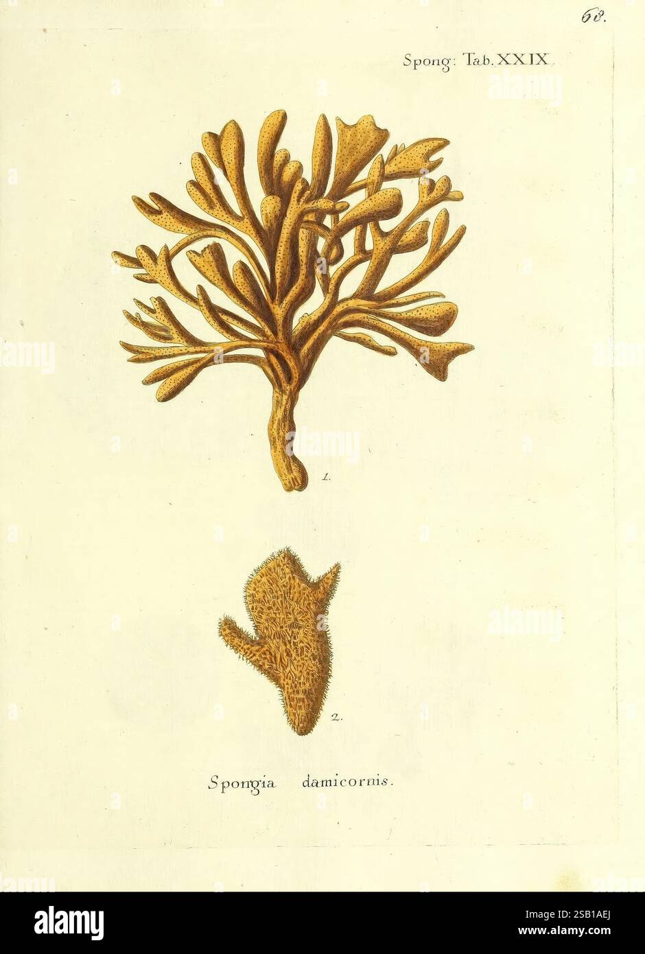 Sponge Forms Illustration depicts two distinct forms hi-res stock photography and ...