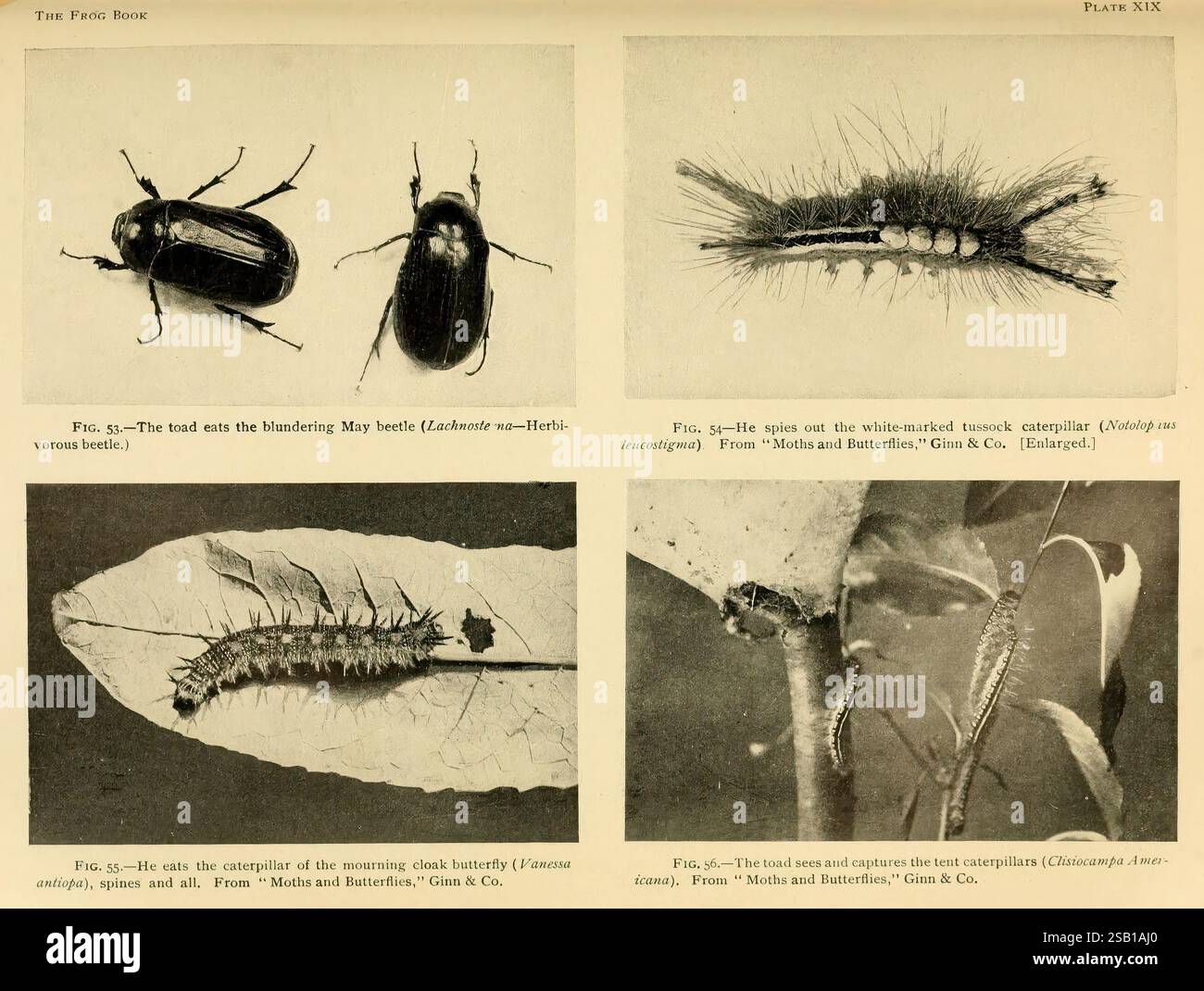 The frog book, New York,1907, amphibians, North America, toads, beetle ...