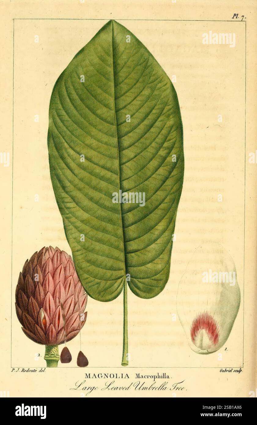 Magnolia Tree Structure Another detailed study captures hi-res stock photography and images - Alamy