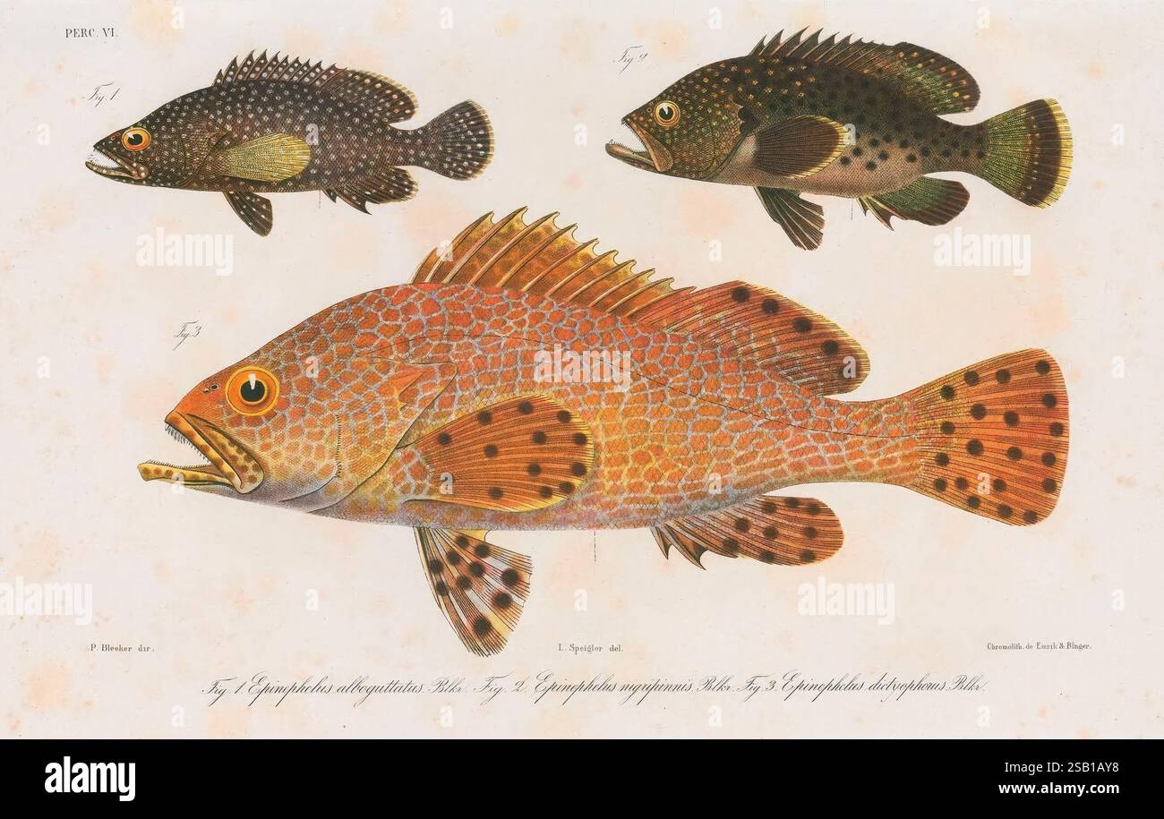 Distinct Fish Two smaller fish exhibit different shapes hi-res stock photography and ...
