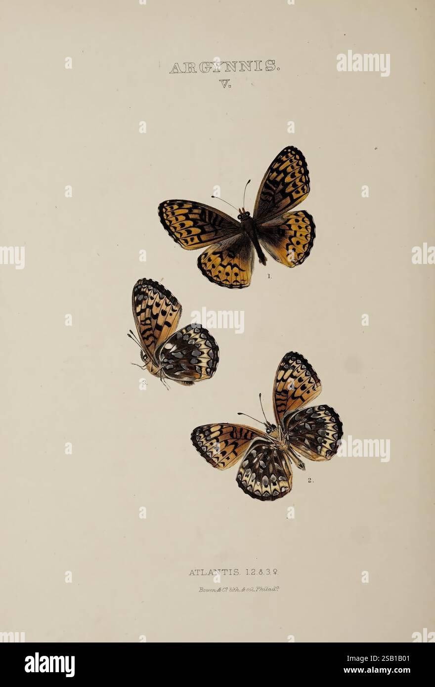 The butterflies of North America Philadelphia American Entomological ...