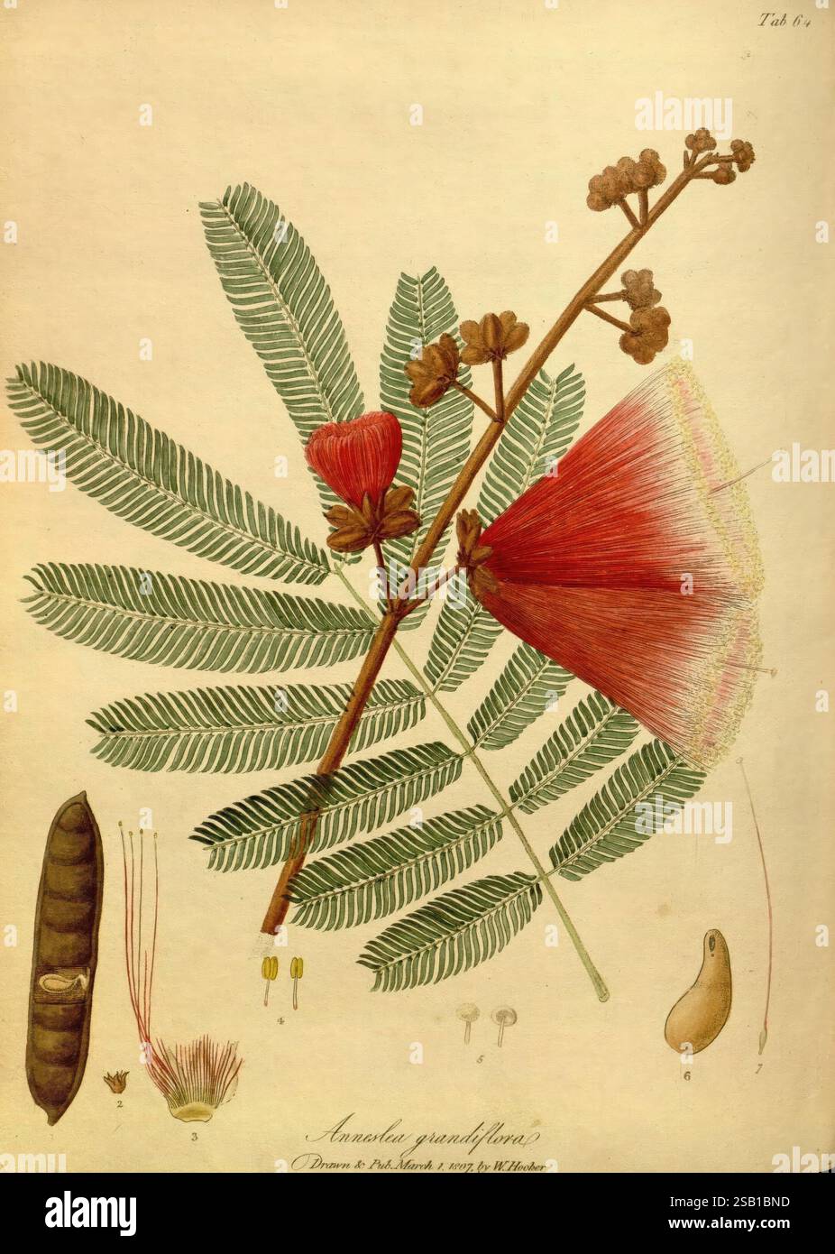 Yopo tree hi-res stock photography and images - Alamy