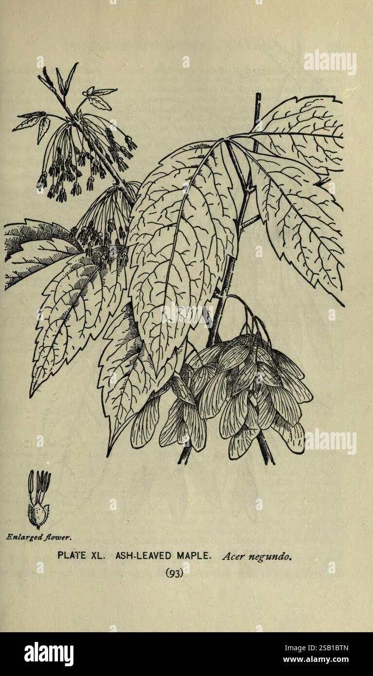 A guide to the trees, New York, F.A. Stokes [c1900], trees, United ...