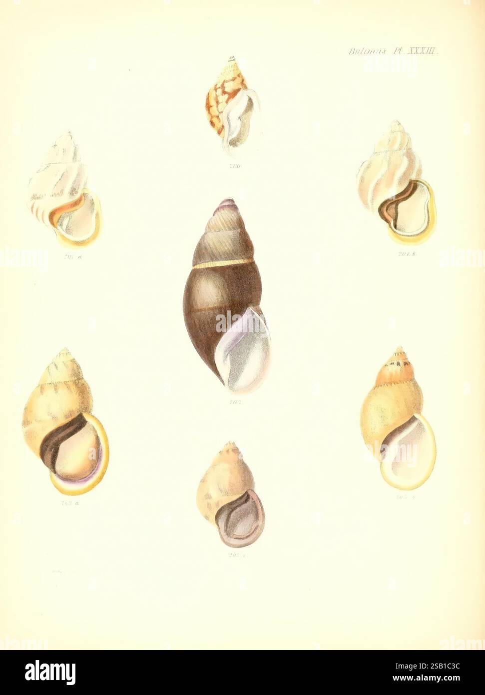 Conchologia Iconica, or Illustrations of the Shells of Molluscous ...