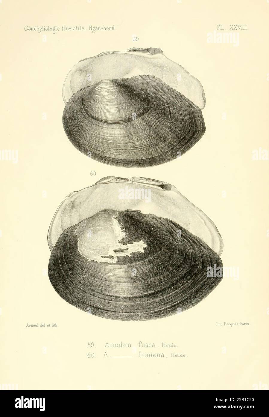 Conchyliologie fluviatile de la province de Nanking et de la Chine ...