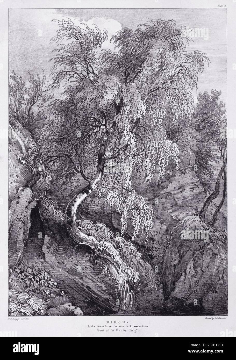 A lithograph from 'Eidodendron', an 1827 book published by J.Dickins in London. Subject: Birch. In the grounds of Swinton Park, Yorkshire. Stock Photo