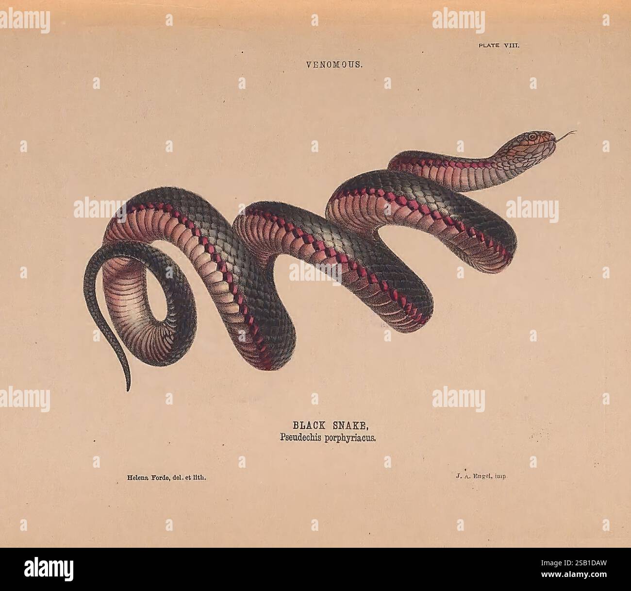 Vividly illustrated species of snake hi-res stock photography and ...