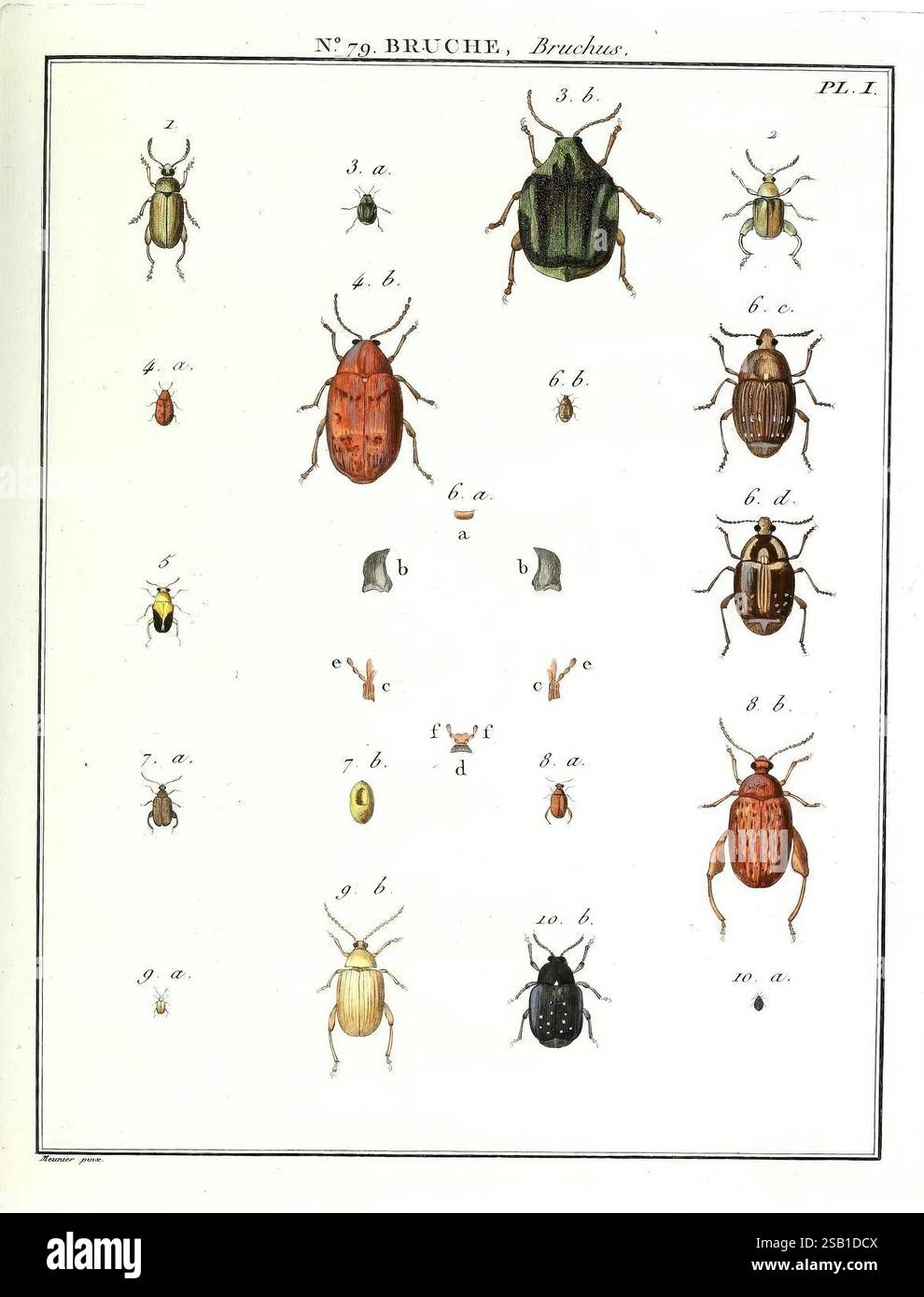 Numbered Insects Several smaller types hi-res stock photography and images - Alamy