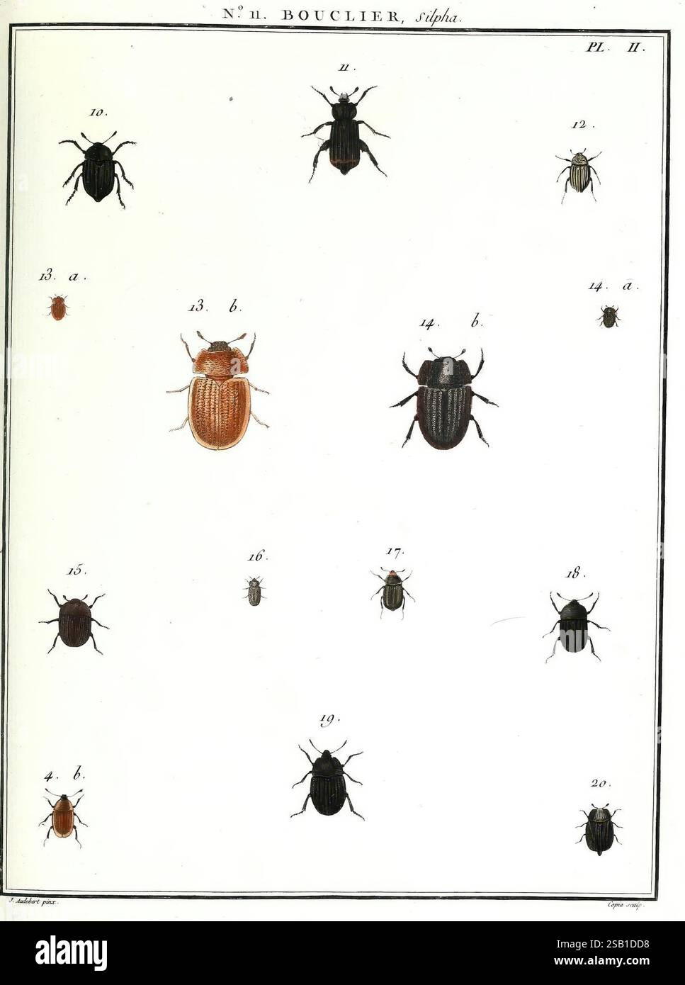 Fascinating display of entomological study hi-res stock photography and ...