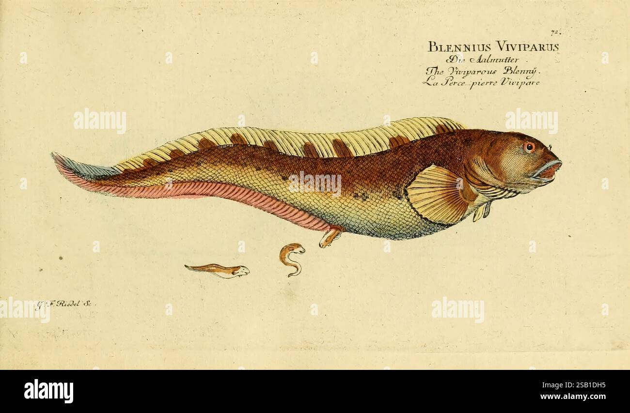 Ichthyologie ou Histoire naturelle des poissons, Berlin, Chez l'auteur ...