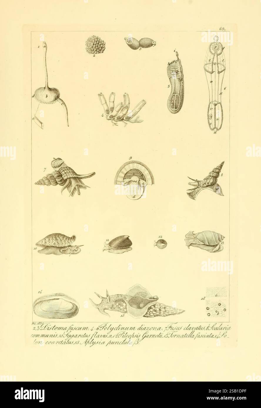 Segmented Shells Various shell bearing mollusks hi-res stock photography and images - Alamy