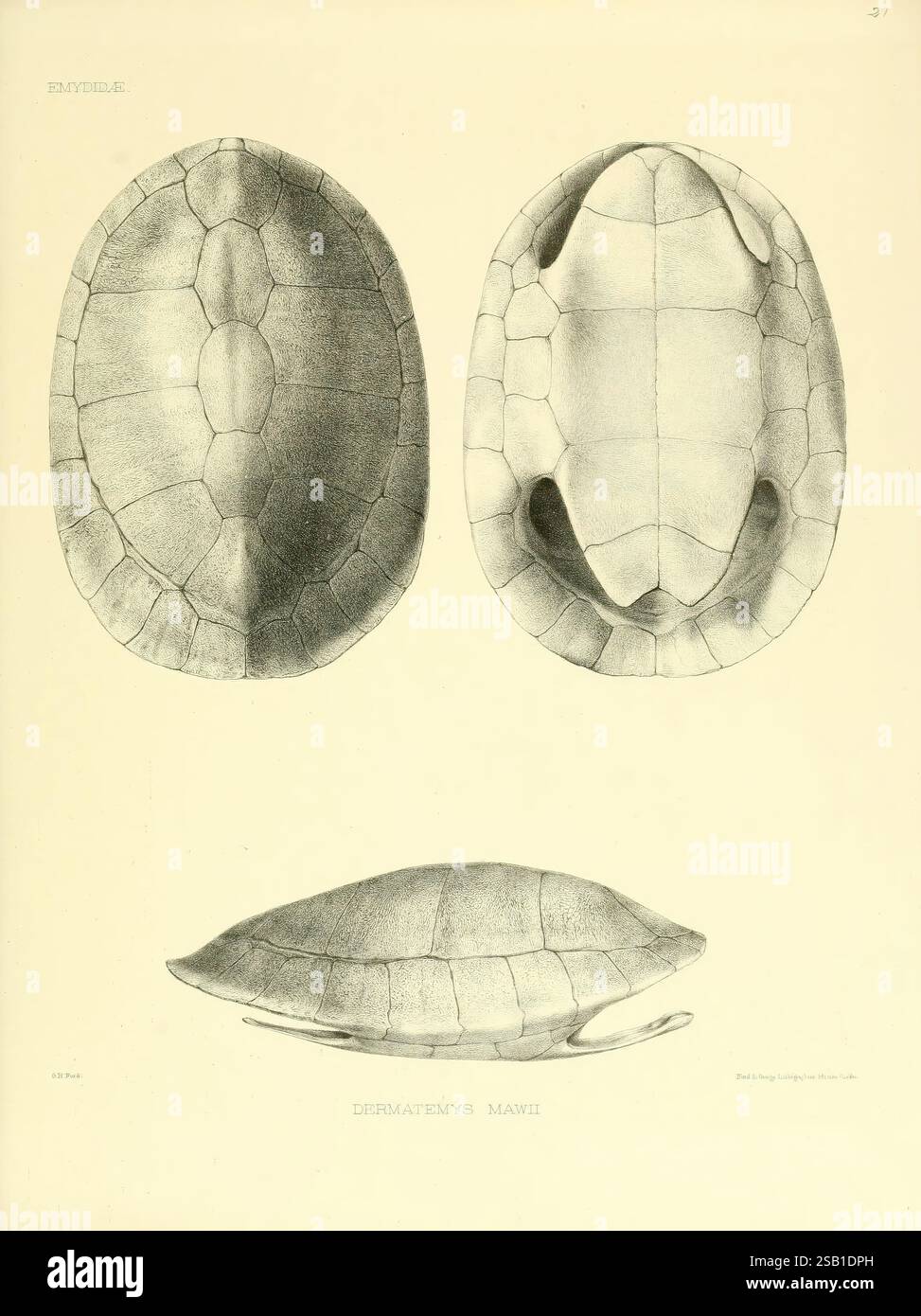 Catalogue of shield reptiles in the collection of the British Museum