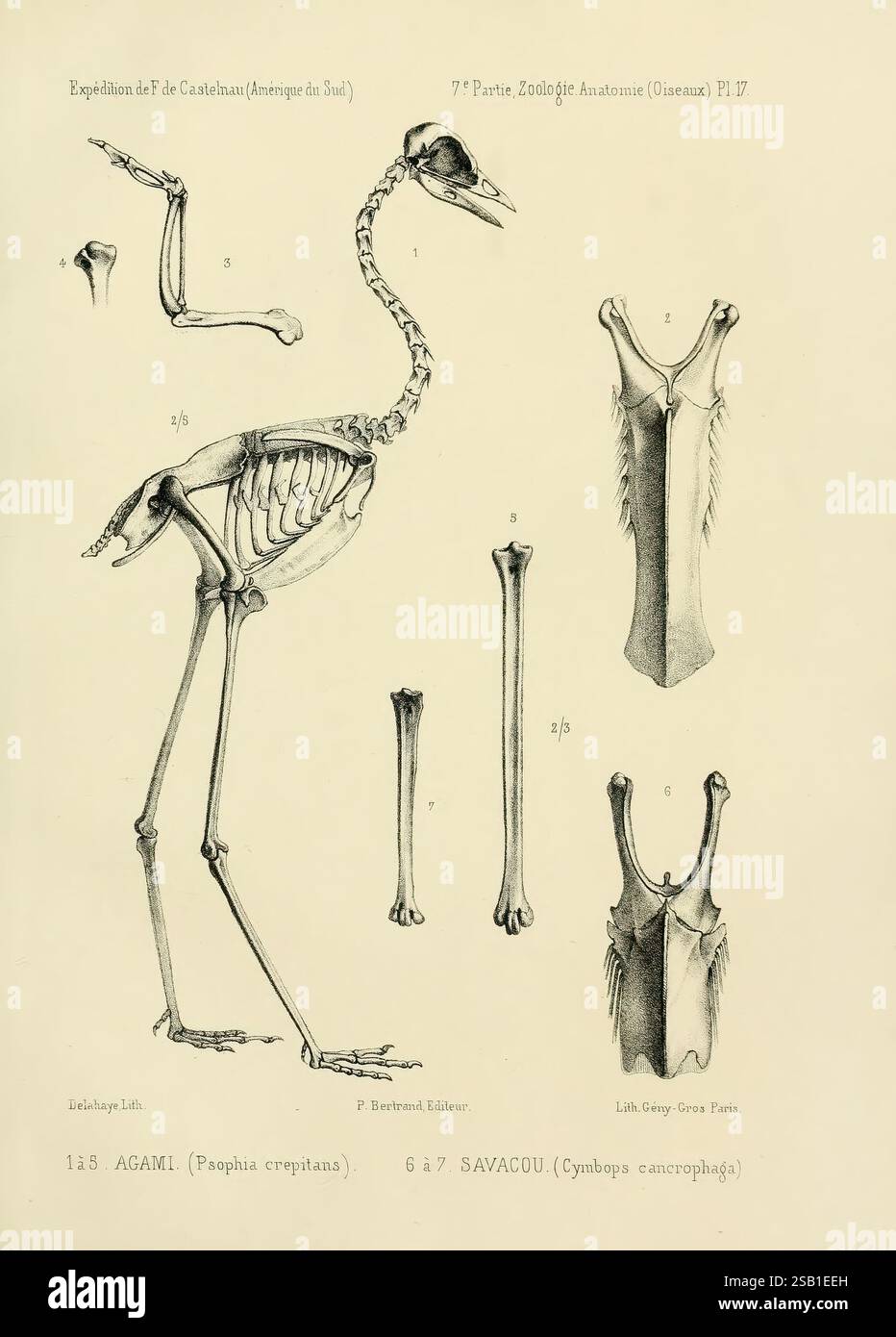 Skeletal framework of various species hi-res stock photography and ...