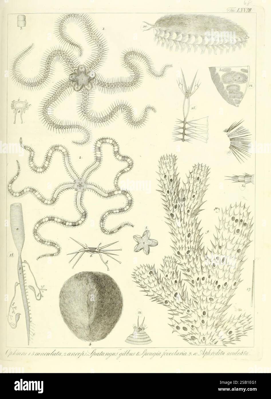 Wavy creatures hires stock photography and images Alamy