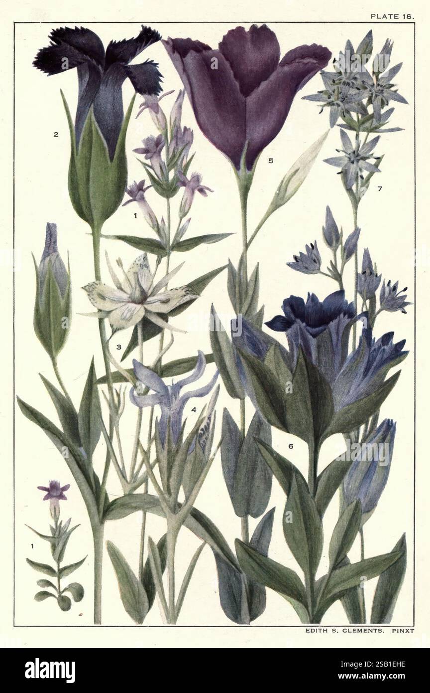 Rocky Mountain flowers New York City The H.W. Wilson company 1914 Rocky ...