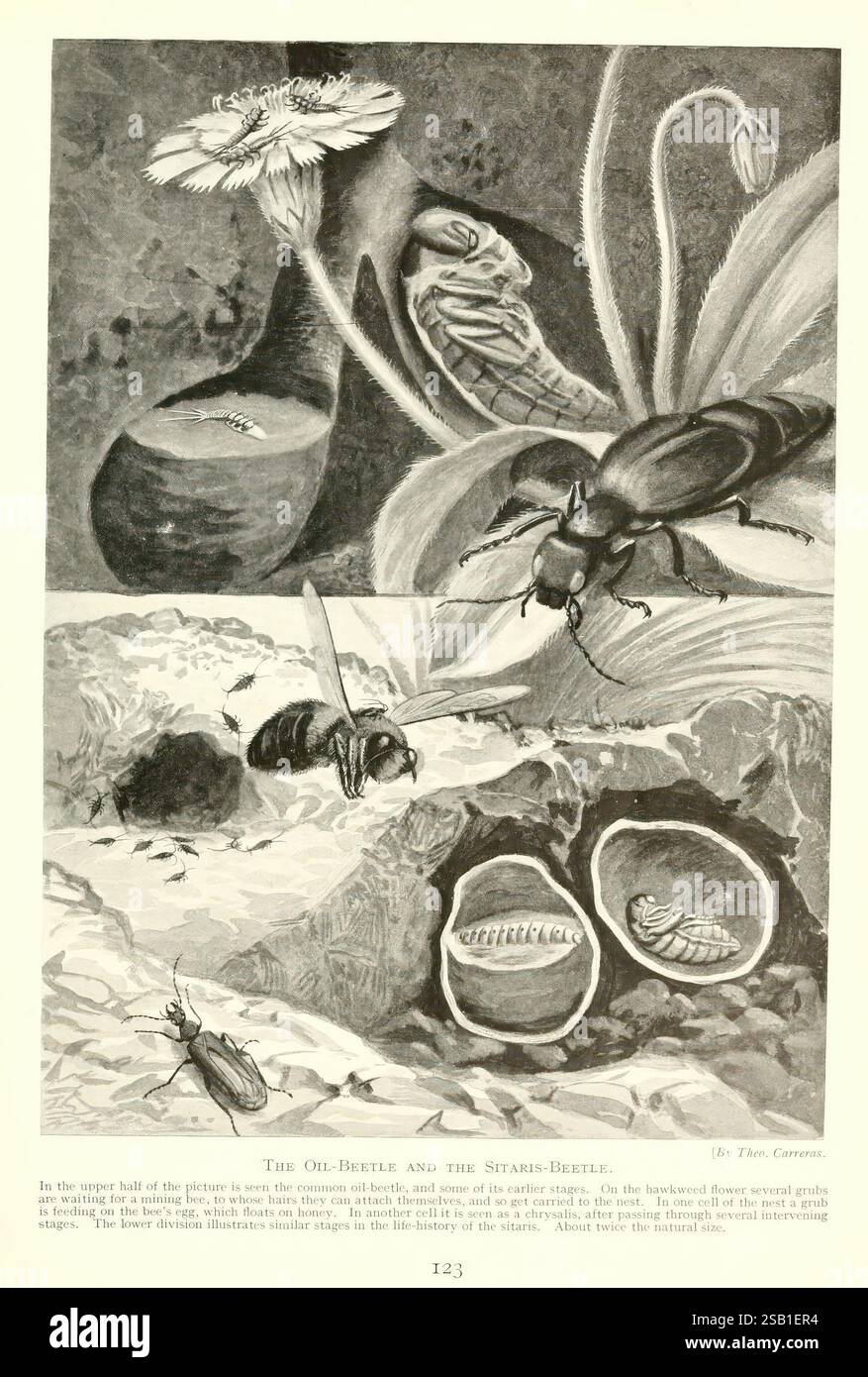 The Insect Sect Additional larval forms hi-res stock photography and images - Alamy