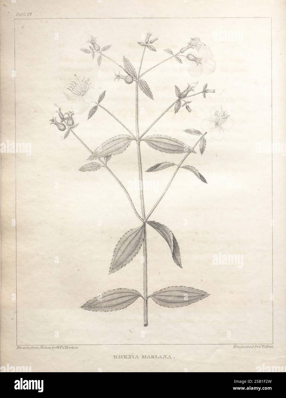 Hithewa A flora of North America, Philadelphia, M. Carey & Sons, 1821-23, North ...