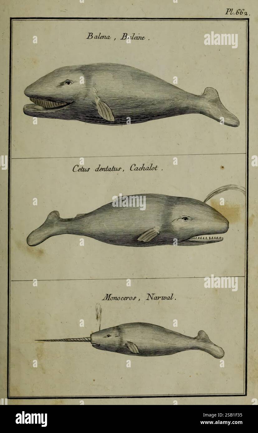 Description, Vertus et usages de sept cents dix-neuf plantes, Paris, P ...