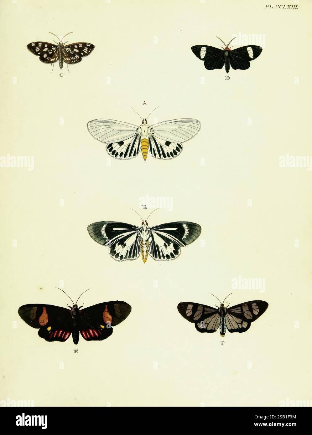 Composition displays six distinct butterflies hi-res stock photography ...