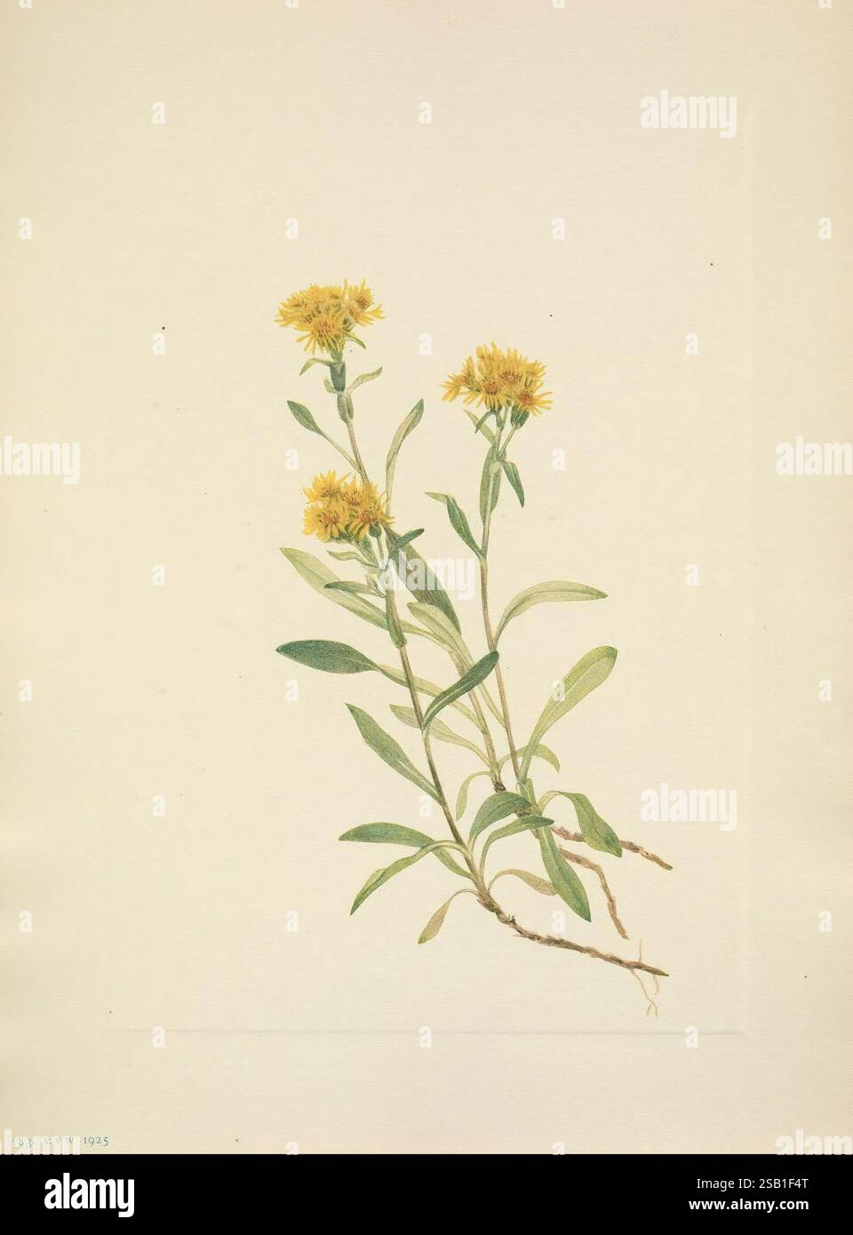 Positioned atop slender stems hi-res stock photography and images - Alamy
