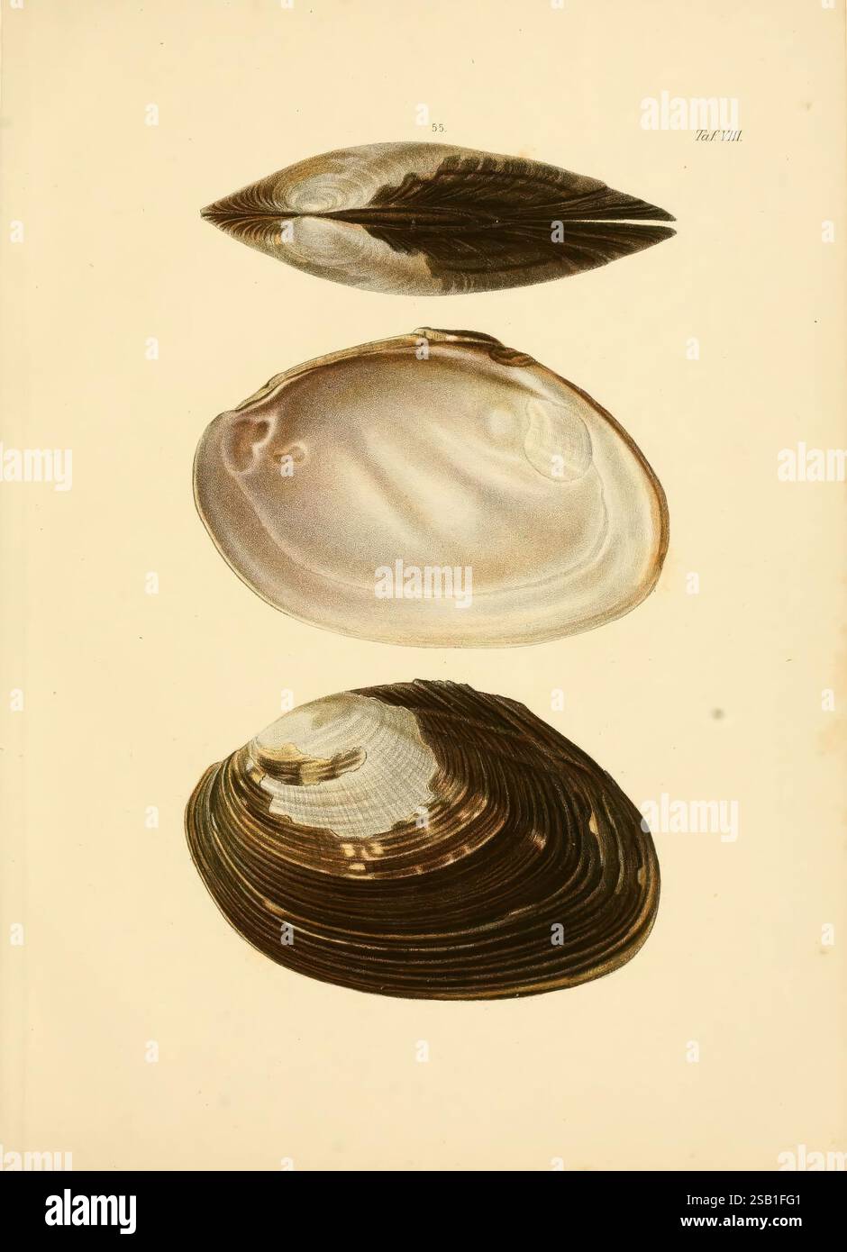 Three distinct shell specimens hi-res stock photography and images - Alamy