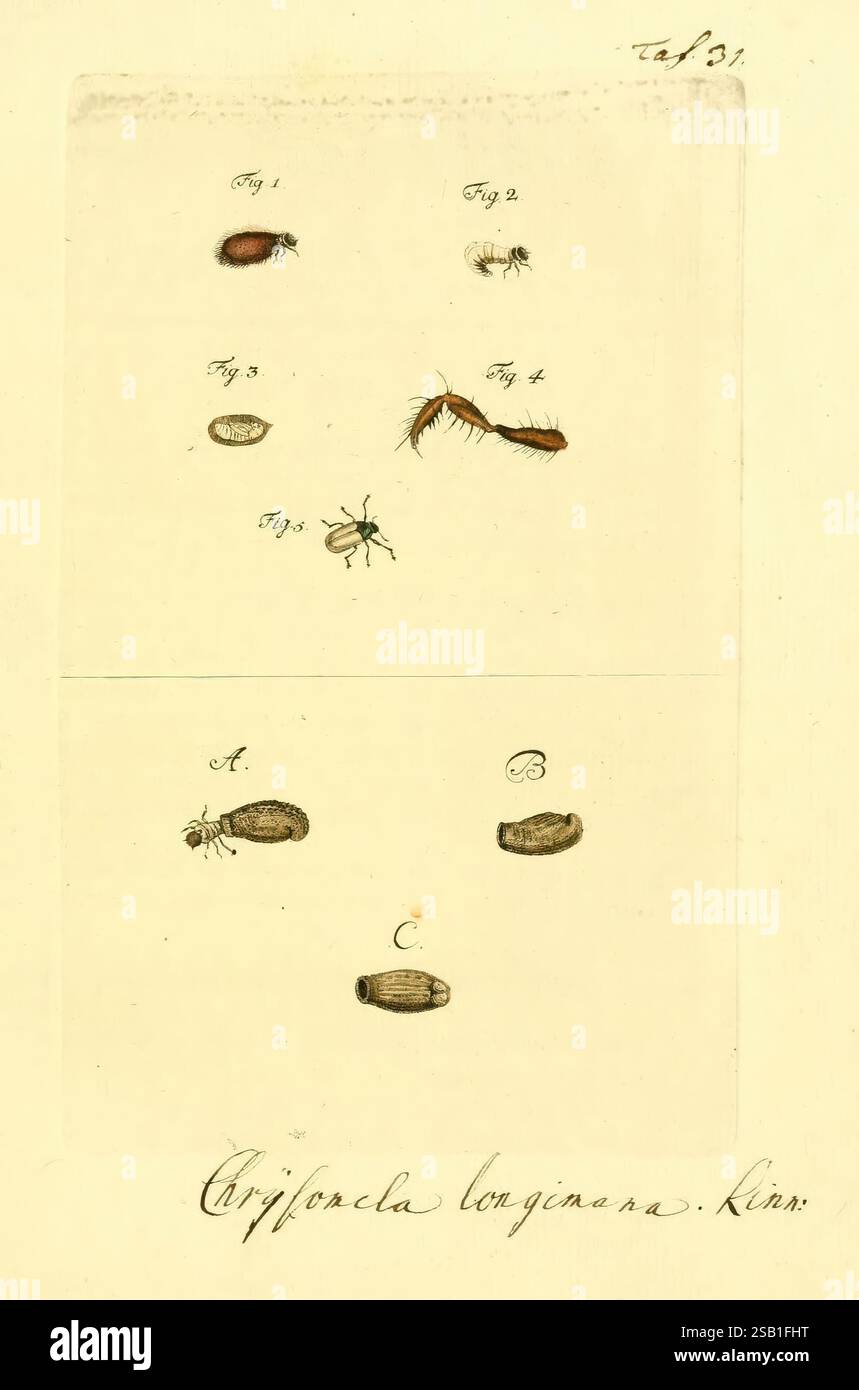 The Insect Sect Insect species trichorhina longimana hi-res stock photography and ...