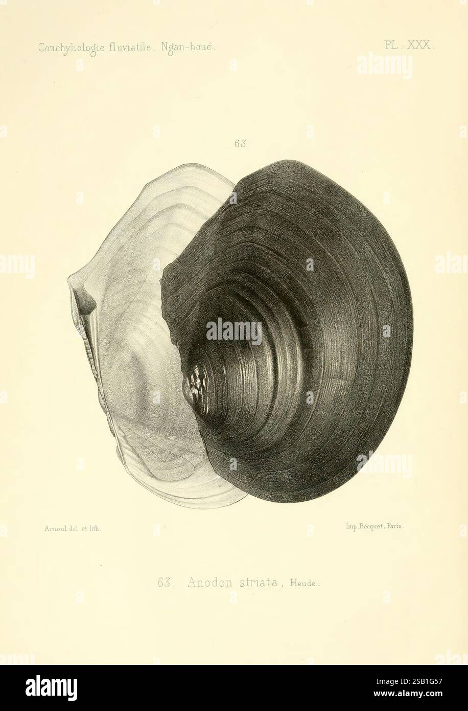 Conchyliologie, fluviatile, de, la, province, de, Nanking, et, de, la ...