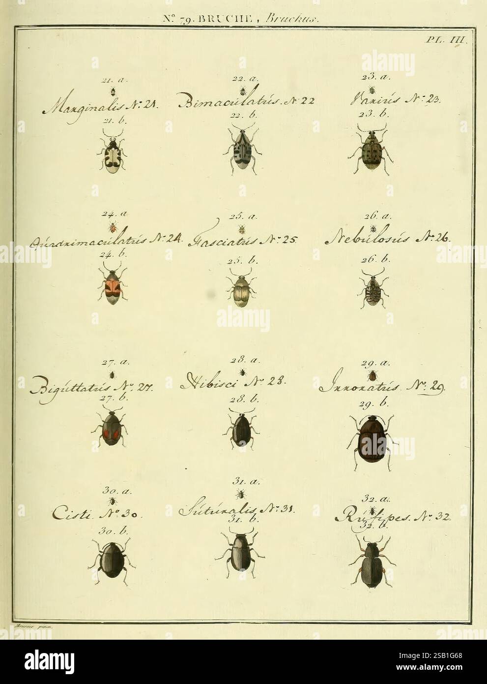 Tones Insecte Entomologie, ou, Histoire naturelle des insectes, A Paris, De l ...