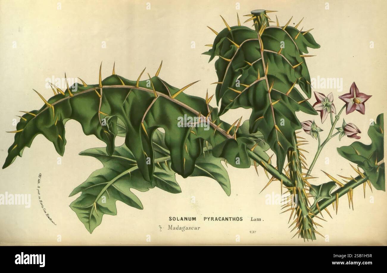 Flore des serres et des jardins de l'Europe A Gand, chez Louis van Houtte, éditeur, 1845-1880, The illustration showcases the plant species Solanum pyracanthoides, native to Madagascar. Prominently featured are the broad, jagged leaves with a distinctive deep green color, adorned with sharp thorns along the edges. Clustered around the plant are delicate purple flowers, each exhibiting a star-shaped appearance with a subtle yellow center. The composition highlights the unique morphology of the leaves and thorns, portraying the plant’s intriguing characteristics and its natural beauty in a botan Stock Photo