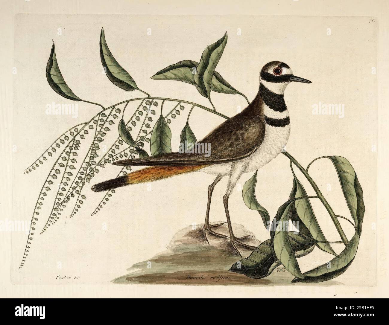 The natural history of Carolina, Florida, and the Bahama Islands. London, printed for C. Marsh 1754. Bahamas, natural history, pre-Linnean works, southern states, Mark Catesby, Georgia, Florida, South Carolina, North Carolina, ornithology, birds, botany, plants, Oxydendrum arboreum, sorrel tree, sourwood, Charadrius vociferus, killdeer, Catesby, A detailed illustration showcases a plover, characterized by its distinct markings and slender body. The bird stands elegantly on a small rock, vividly displaying a mix of earthy tones, particularly shades of brown and white. It features a striking bla Stock Photo