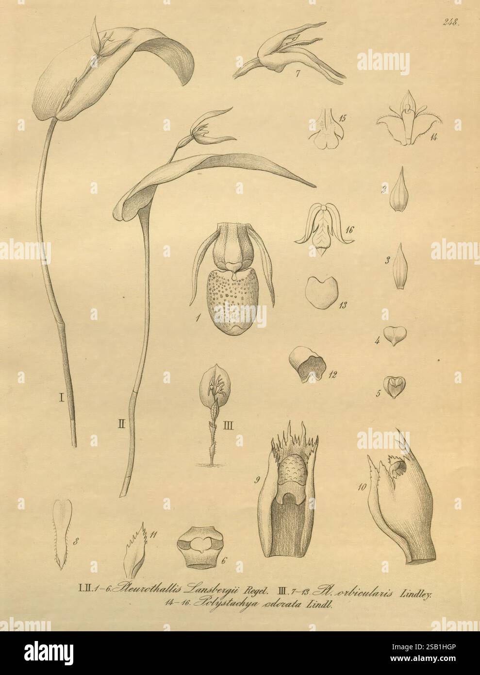 Xenia orchidacea Leipzig F.A. Brockhaus 1858-1900, The illustration showcases various detailed studies of the flower structure from the genus Paphiopedilum, commonly known as lady's slipper orchids. The artwork presents multiple views of the blooms, including the petals, sepals, and reproductive organs. Each component is labeled with numerals, highlighting specific features such as the distinct slipper-shaped pouch of the flower. The stylized representation emphasizes the intricate forms and unique characteristics of these orchids, conveying their botanical significance and beauty. Stock Photo