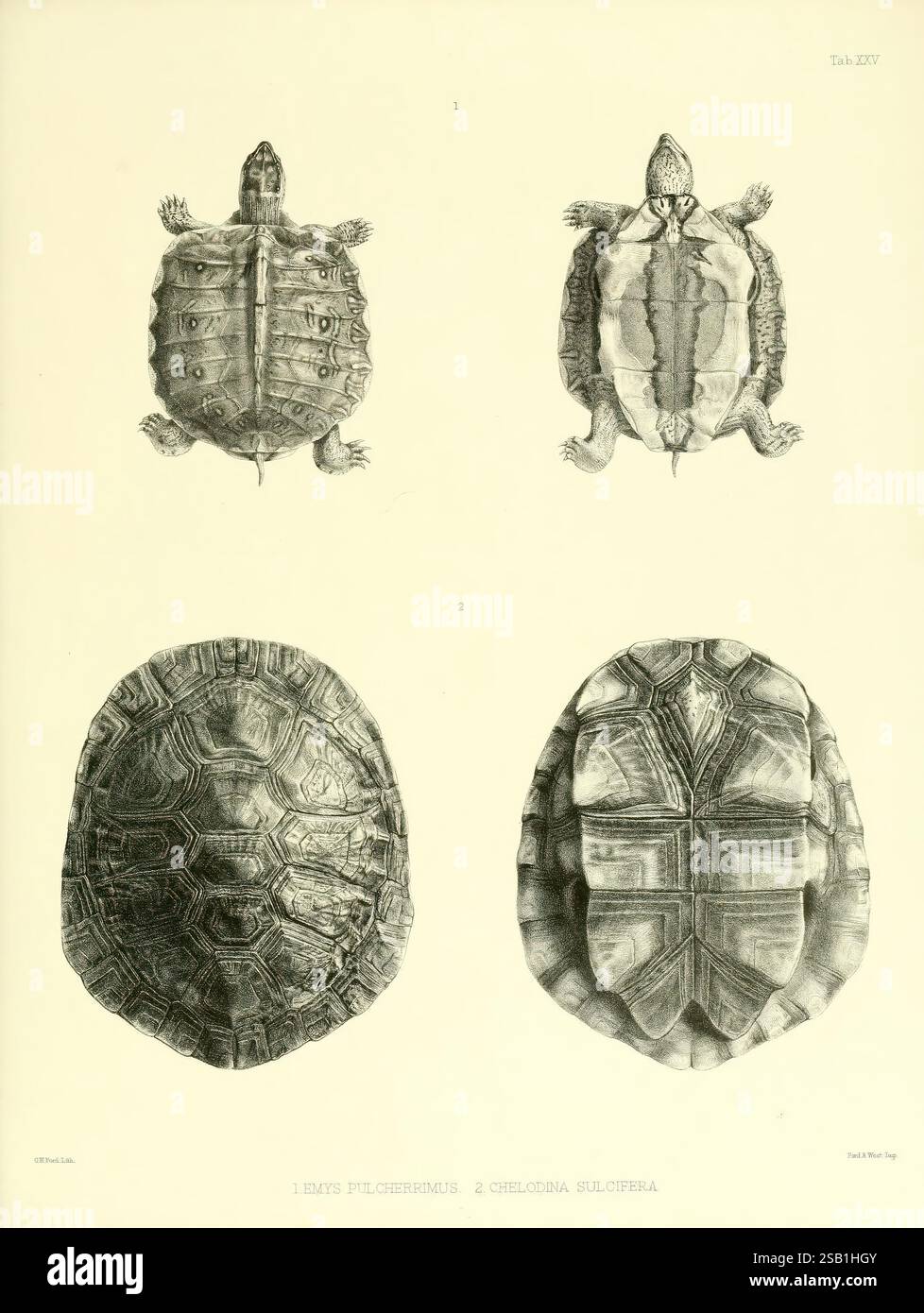 Catalogue of shield reptiles in the collection of the British Museum